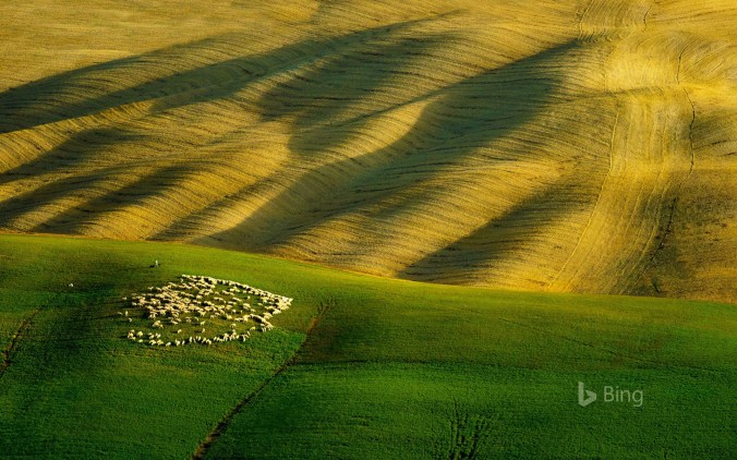 Flock of sheep grazing on green grass, Tuscany