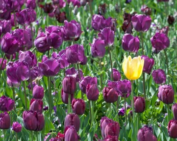 yellow-in-purple_oregon